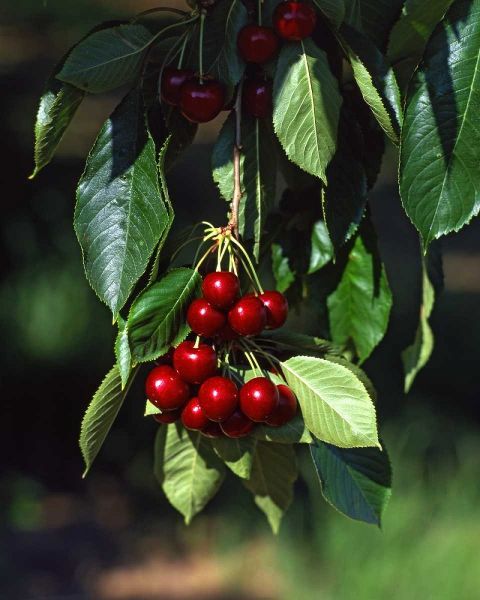 OR, Mosier Bing cherries ready for picking